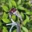 แหวน พลอย ทับทิม (Size) 56 Ruby Sapphire Ring