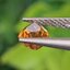 พลอย บุษราคัม yellow sapphire 1.07 กะรัต (Cts.) พลอยแท้ อัญมณีมงคลประจําวันเกิด เครื่องประดับพลอย