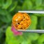 พลอย บุษราคัม Yellow Sapphire 3.86 กะรัต (Cts.) พลอยแท้ อัญมณีมงคลประจําวันเกิด เครื่องประดับพลอย