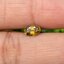 พลอย บุษราคัม yellow sapphire 1.00 กะรัต (Cts.) ดิบ (Unheated) พร้อมใบเซอร์ พลอยแท้ อัญมณีมงคลประจําวันเกิด เครื่องประดับพลอย