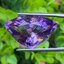 พลอย อเมทิส Amethyst 23.77 กะรัต (Cts.)