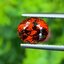 พลอย เพทาย Natural Zircon 3.05 กะรัต (Cts.) พลอยแท้ อัญมณีมงคลประจําวันเกิด เครื่องประดับพลอย