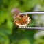 พลอย เพทาย (Zircon) 1.52 กะรัต (Cts.) พลอยแท้ อัญมณีมงคลประจําวันเกิด เครื่องประดับพลอย