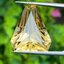 พลอย ซิทริน Citrine 10.96 กะรัต (Cts.) พลอยแท้ อัญมณีมงคลประจําวันเกิด เครื่องประดับพลอย