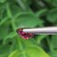 พลอย ทับทิม สยาม (Siam Ruby Sapphire) 1.28 กะรัต (Cts.) ดิบ พร้อมใบเซอร์ GLC พลอยแท้ อัญมณีมงคลประจําวันเกิด เครื่องประดับพลอย