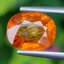 พลอย บุษราคัม yellow sapphire 2.86 กะรัต พลอยแท้ อัญมณีมงคลประจําวันเกิด เครื่องประดับพลอย