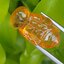 อำพัน แกะสลัก พญาตัวต่อ Wasp Natural Amber พลอยแท้ อัญมณีมงคลประจําวันเกิด เครื่องประดับพลอย