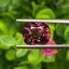พลอย สปิเนล (Spinel) 4.05 กะรัต (Cts.) ดิบ (Unheated) พร้อมใบเซอร์ พลอยแท้ อัญมณีมงคลประจําวันเกิด เครื่องประดับพลอย