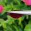 พลอย ทับทิม Ruby sapphire 8.90 กะรัต (Cts.) พลอยแท้ อัญมณีมงคลประจําวันเกิด เครื่องประดับพลอย