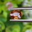 พลอย เพทาย (Zircon) 1.19 กะรัต (Cts.) พลอยแท้ อัญมณีมงคลประจําวันเกิด เครื่องประดับพลอย