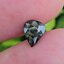 พลอย เขียวส่อง Green Sapphire 1.83 กะรัต (Cts.) ดิบ (Unheated) พลอยแท้ อัญมณีมงคลประจําวันเกิด เครื่องประดับพลอย