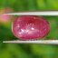 พลอย ทับทิม สตาร์ แซฟไฟร์ Ruby Star Sapphire 5.62 กะรัต (Cts.) พลอยแท้ อัญมณีมงคลประจําวันเกิด เครื่องประดับพลอย