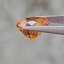 พลอย บุษราคัม yellow sapphire 2.14 กะรัต (Cts.) พลอยแท้ อัญมณีมงคลประจําวันเกิด เครื่องประดับพลอย