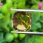 พลอย ซิทริน Citrine 7.25 กะรัต (Cts.) พลอยแท้ อัญมณีมงคลประจําวันเกิด เครื่องประดับพลอย