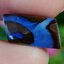 พลอย โบลเดอร์ โอปอล ออสเตรเลีย Australian Boulder Opal 7.00 กะรัต (Cts.) พลอยแท้ อัญมณีมงคลประจําวันเกิด เครื่องประดับพลอย