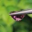 พลอย ทัวร์มารีน (Tourmaline) 1.63 กะรัต (Cts.) อัญมณีมงคลประจําวันเกิด เครื่องประดับพลอย