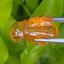 อำพัน แกะสลัก พญาตัวต่อ Wasp Natural Amber พลอยแท้ อัญมณีมงคลประจําวันเกิด เครื่องประดับพลอย