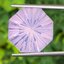 พลอย ลาเวนเดอร์ ควอตซ์ Lavender Quartz 16.9 กะรัต (Cts.) พลอยแท้ อัญมณีมงคลประจําวันเกิด เครื่องประดับพลอย