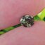 พลอย เขียวส่อง Green Sapphire 1.13 กะรัต (Cts.) ดิบ Unheated พลอยแท้ อัญมณีมงคลประจําวันเกิด เครื่องประดับพลอย สำเนา