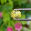 พลอย คริโซเบริล (Chrysoberyl) 1.06 กะรัต (Cts.) พลอยแท้ อัญมณีมงคลประจําวันเกิด เครื่องประดับพลอย