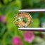 พลอย คริโซเบริล (Chrysoberyl) 1.22 กะรัต (Cts.) พลอยแท้ อัญมณีมงคลประจําวันเกิด เครื่องประดับพลอย