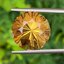 พลอย ซิทริน Citrine 10.07 กะรัต (Cts.) พลอยแท้ อัญมณีมงคลประจําวันเกิด เครื่องประดับพลอย