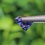 พลอย แทนซาไนท์ Tanzanite 1.60 กะรัต (Cts) พลอยแท้ อัญมณีมงคลประจําวันเกิด เครื่องประดับพลอย