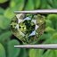 พลอย เขียวส่อง Green Sapphire 5.05 กะรัต (Cts.) พลอยแท้ อัญมณีมงคลประจําวันเกิด เครื่องประดับพลอย