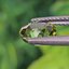 พลอย ทัวร์มาลีน Tourmaline 1.41 กะรัต (Cts.) พลอยแท้อัญมณีมงคล ประจําวันเกิด เครื่องประดับพลอย
