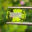 พลอย เพอริดอต พม่า Burma Peridot 4.72 กะรัต (Cts.) พลอยแท้ อัญมณีมงคลประจําวันเกิด เครื่องประดับพลอย