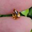 พลอย บุษราคัม yellow sapphire 1.05 กะรัต (Cts.) พลอยแท้ อัญมณีมงคลประจําวันเกิด เครื่องประดับพลอย