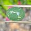 หยกพม่าเจียรนัย (Burmese jade ) 6.11 กะรัต หยกแท้ อัญมณีมงคลประจําวันเกิด เครื่องประดับหยก