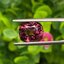 พลอย สปิเนล (Spinel) 4.05 กะรัต (Cts.) ดิบ (Unheated) พร้อมใบเซอร์ พลอยแท้ อัญมณีมงคลประจําวันเกิด เครื่องประดับพลอย