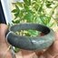 JB650002 หยก พม่า แท้ Jade กำไลหยก 62.7 มม. (Jadeite bracelet) พม่า (Myanmar)