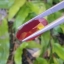พลอย ทับทิม Ruby sapphire 13.60 กะรัต (Cts.) พลอยแท้ อัญมณีมงคลประจําวันเกิด เครื่องประดับพลอย