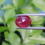 พลอย ทับทิม Ruby sapphire 3.49 กะรัต (Cts.) VS พลอยแท้ อัญมณีมงคลประจําวันเกิด เครื่องประดับพลอย