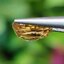 พลอย เพทาย Natural Zircon 2.51 กะรัต (Cts.) พลอยแท้อัญมณีมงคล ประจําวันเกิด เครื่องประดับพลอย