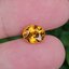 พลอย บุษราคัม yellow sapphire 3.08 กะรัต (Cts.) พลอยแท้ อัญมณีมงคลประจําวันเกิด เครื่องประดับพลอย