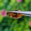พลอย เพทาย Natural Zircon 11.93 กะรัต (Cts.) พลอยแท้อัญมณีมงคล ประจําวันเกิด เครื่องประดับพลอย
