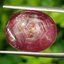 พลอย ทับทิม สตาร์ แซฟไฟร์ Ruby Star Sapphire 13.14 กะรัต (Cts.) พลอยแท้ อัญมณีมงคลประจําวันเกิด เครื่องประดับพลอย