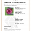 พลอย ทับทิม Ruby sapphire สยาม ดิบ (Unheated ) 0.54 กะรัต (Cts.) พลอยแท้ อัญมณีมงคลประจําวันเกิด เครื่องประดับพลอย