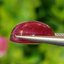 พลอย ทับทิม (Ruby Sapphire) 8.36 กะรัต (Cts.) พลอยแท้ อัญมณีมงคลประจําวันเกิด เครื่องประดับพลอย
