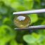 พลอย ตาแมว คริโซเบริล Cat eye Chrysoberyl 1.10 กะรัต (Cts.)