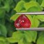 พลอย ทับทิม ซองเจีย Songea Ruby Sapphire 3.80 กะรัต (Cts.) พร้อมใบเซอร์ พลอยแท้ อัญมณีมงคลประจําวันเกิด เครื่องประดับพลอย