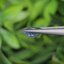 พลอย ไพลิน Blue sapphire 1.34 กะรัต (Cts.) พลอยแท้ อัญมณีมงคลประจําวันเกิด เครื่องประดับพลอย