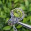 แหวน พลอย เพอริดอต Peridot (Size) 57