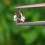 พลอย อเล็กซานไดร์ (Natural Alexandrite Chrysoberyl) 0.49 กะรัต (Cts.) ดิบ (Unheated) พร้อมใบเซอร์ พลอยแท้ อัญมณีมงคลประจําวันเกิด เครื่องประดับพลอย