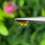 พลอย บุษราคัม Yellow Sapphire 0.95 กะรัต (Cts.) ดิบ Unheated พลอยแท้ อัญมณีมงคลประจําวันเกิด เครื่องประดับพลอย