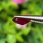พลอย ทับทิม พม่า (Burmese Ruby Sapphire) 1.27 กะรัต พลอยแท้ อัญมณีมงคลประจําวันเกิด เครื่องประดับพลอย