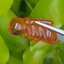 อำพัน แกะสลัก พญาตัวต่อ Wasp Natural Amber พลอยแท้ อัญมณีมงคลประจําวันเกิด เครื่องประดับพลอย